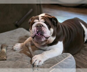 Bulldog-Unknown Mix Dogs for adoption in New London, WI, USA