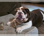 Small Bulldog Mix