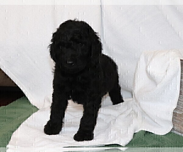 Medium Photo #8 Poodle (Standard) Puppy For Sale in LAKE CITY, FL, USA
