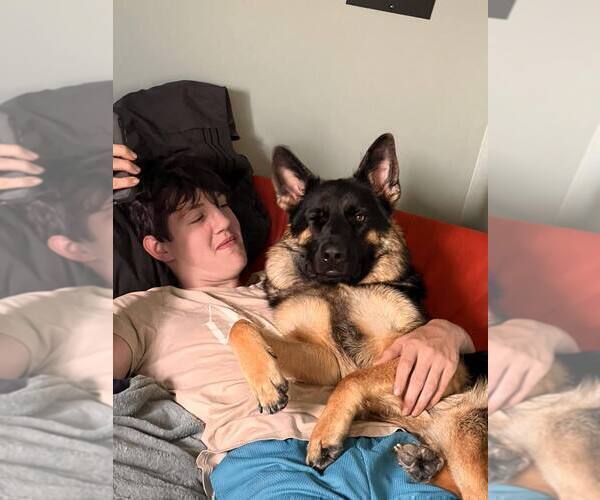 Medium Photo #7 German Shepherd Dog Puppy For Sale in LA FAYETTE, NY, USA