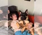 Small Photo #87 German Shepherd Dog Puppy For Sale in LA FAYETTE, NY, USA