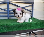 Small Photo #4 Mal-Shi Puppy For Sale in SANTA CLARITA, CA, USA