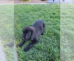 Small Photo #8 Labrador Retriever Puppy For Sale in APPLE VALLEY, CA, USA