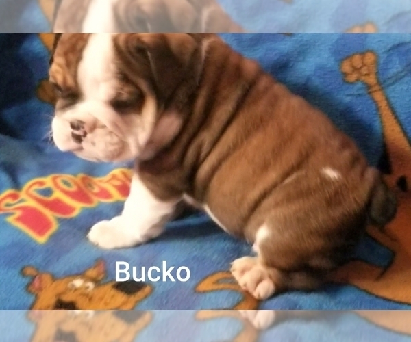 Medium Photo #20 English Bulldog Puppy For Sale in COLUMBUS, OH, USA
