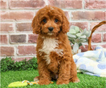 Small #15 Cavapoo (Miniature)