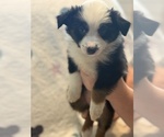 Small #4 Australian Shepherd