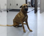 Small German Shepherd Dog Mix