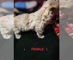 Small #2 Morkie