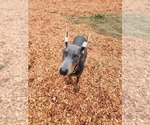 Small Photo #8 Doberman Pinscher Puppy For Sale in DAMASCUS, OR, USA
