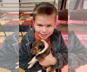 Scotch Collie Puppy for sale in GRABILL, IN, USA