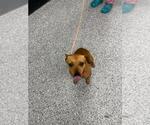 Small Photo #3 Chihuahua-Eurasier Mix Puppy For Sale in Front Royal, VA, USA