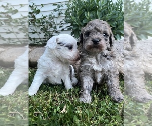 Miniature Labradoodle Puppy for sale in QUINCY, MI, USA