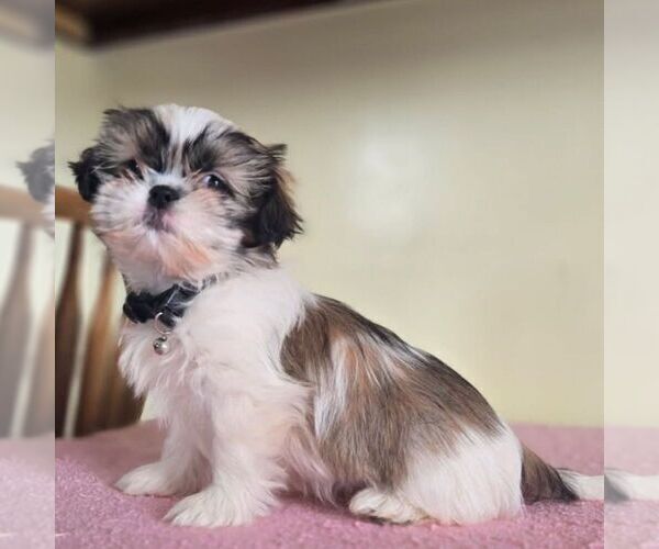 Medium Photo #1 Shih Tzu Puppy For Sale in REEDSBURG, WI, USA