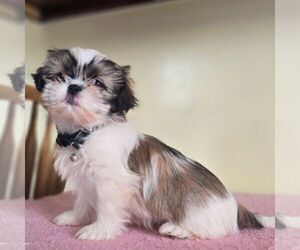 Shih Tzu Puppy for sale in REEDSBURG, WI, USA