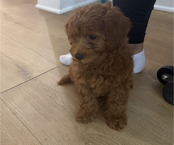 Medium Photo #6 Maltipoo Puppy For Sale in ATLANTA, GA, USA