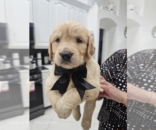 Medium Photo #7 Golden Retriever Puppy For Sale in ORLANDO, FL, USA