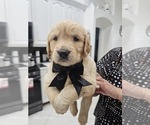 Puppy Puppy 2 Golden Retriever