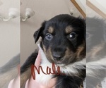 Small Photo #3 Australian Shepherd Puppy For Sale in BUFFALO, TX, USA