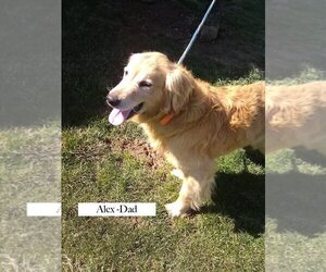 Father of the Golden Retriever puppies born on 03/05/2022