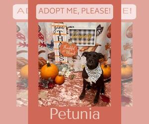 Medium Labrador Retriever Mix