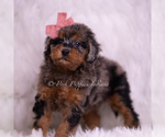 Small Photo #4 Poodle (Miniature) Puppy For Sale in WARSAW, IN, USA