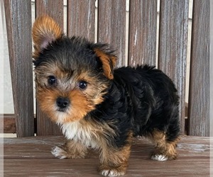 Yorkshire Terrier Puppy for sale in CHICAGO, IL, USA