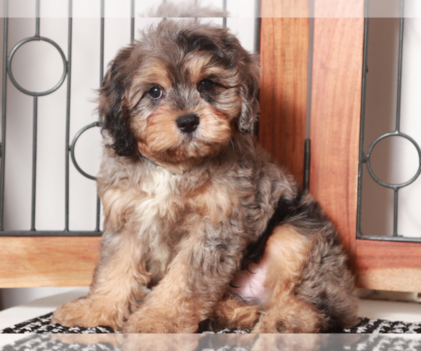 Medium Photo #1 Cavapoo Puppy For Sale in NAPLES, FL, USA