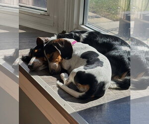 Dachshund Dogs for adoption in Shelbyville, TN, USA