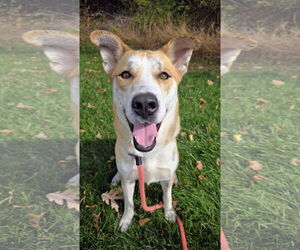 Siberian Husky-Unknown Mix Dogs for adoption in Rockaway, NJ, USA