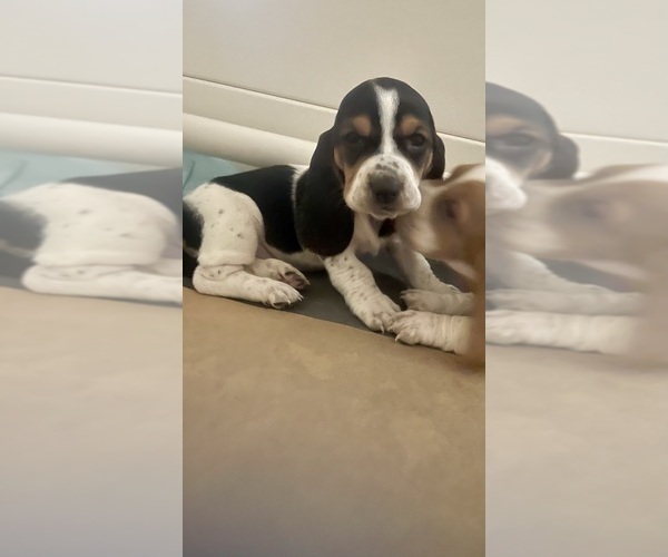 Medium Photo #4 Basset Hound Puppy For Sale in MISSOURI CITY, TX, USA