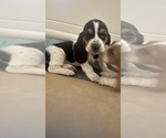 Small Photo #4 Basset Hound Puppy For Sale in MISSOURI CITY, TX, USA