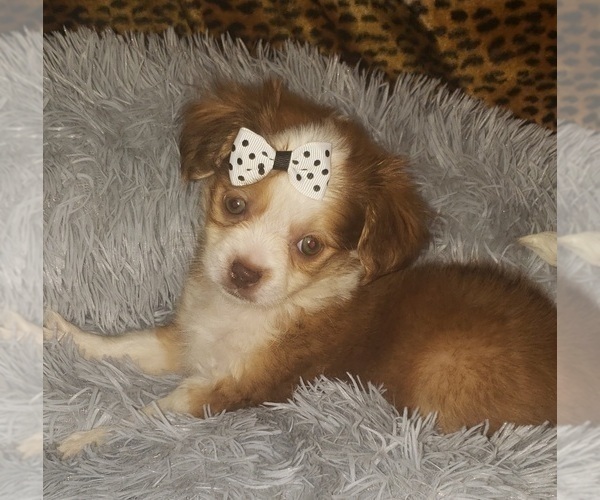 Medium Photo #4 ShiChi Puppy For Sale in OTTAWA, OH, USA