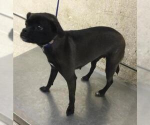 Chug Dogs for adoption in Riverside, CA, USA