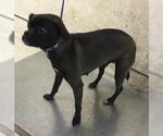 MISTY - Female Chug Dog for Adoption - Small photo