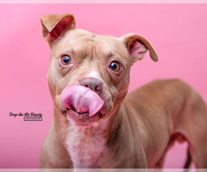American Pit Bull Terrier-Unknown Mix Dogs for adoption in Crete, IL, USA