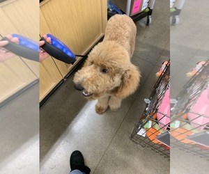 Poodle (Standard) Puppy for sale in LACEY, WA, USA