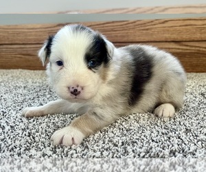 Australian Shepherd Puppy for sale in LODA, IL, USA