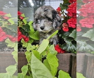 Goldendoodle (Miniature) Puppy for sale in NILES, MI, USA