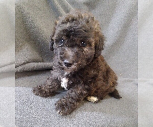 Medium Photo #1 Poodle (Toy) Puppy For Sale in ADKINS, TX, USA