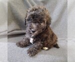 Small Photo #1 Poodle (Toy) Puppy For Sale in ADKINS, TX, USA