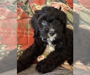 Cavachon Litter for sale in OLYMPIA, WA, USA