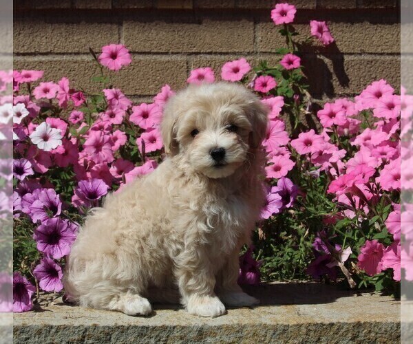 Medium Photo #2 Maltipoo Puppy For Sale in FREDERICKSBURG, OH, USA