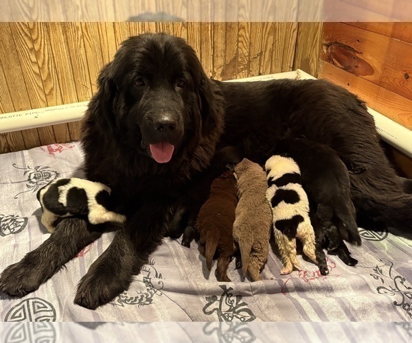 Medium Photo #6 Newfoundland Puppy For Sale in WAUSEON, OH, USA