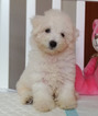 Small Photo #9 Bichon Frise Puppy For Sale in SAN JOSE, CA, USA
