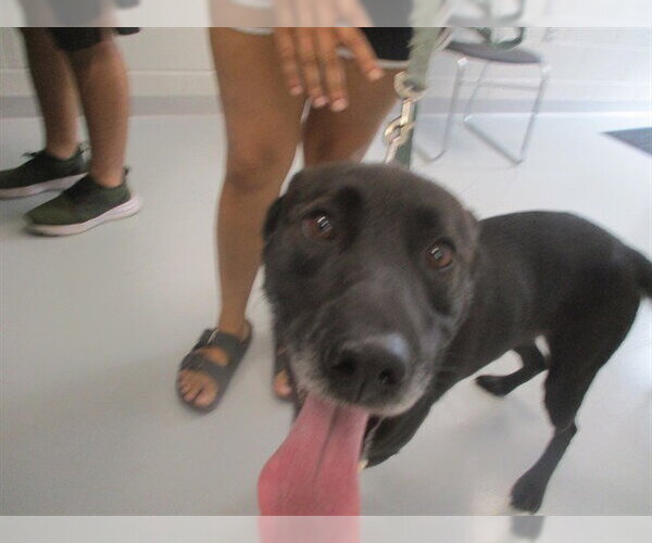 Medium Photo #1 Labrador Retriever Puppy For Sale in Ocala, FL, USA