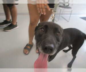 Labrador Retriever Dogs for adoption in Ocala, FL, USA