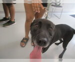 A390463 - Male Labrador Retriever Dog for Adoption - Small photo