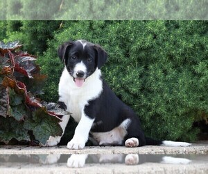Labrador Retriever-Unknown Mix Puppy for sale in FREDERICKSBG, OH, USA