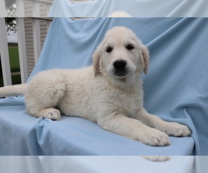 Medium English Cream Golden Retriever