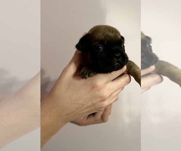 Medium Photo #9 French Bulldog Puppy For Sale in BUFFALO VALLEY, TN, USA